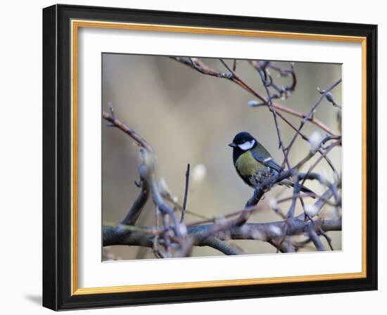 A Great Tit Rests on a Branch Amid Twigs in Richmond Park-Alex Saberi-Framed Photographic Print