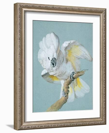 A Great White Crested Cockatoo-Aert Schouman-Framed Giclee Print