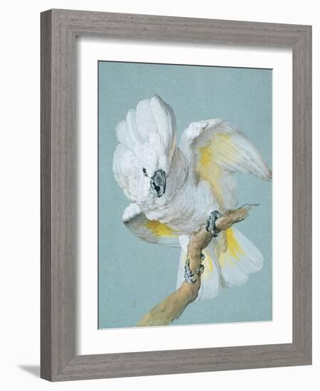 A Great White Crested Cockatoo-Aert Schouman-Framed Giclee Print