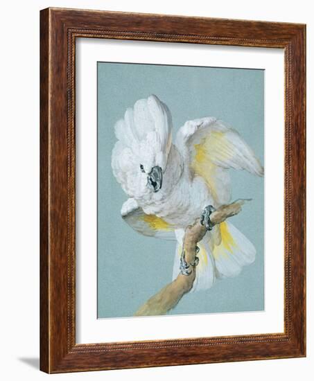 A Great White Crested Cockatoo-Aert Schouman-Framed Giclee Print