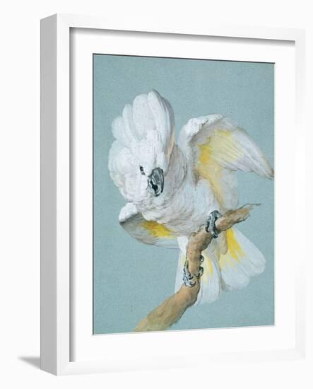 A Great White Crested Cockatoo-Aert Schouman-Framed Giclee Print