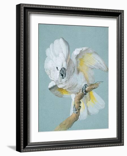 A Great White Crested Cockatoo-Aert Schouman-Framed Giclee Print