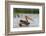 A great white pelican, Pelecanus onocrotalus, on Lake Gipe. Voi, Lake Gipe, Tsavo, Kenya-Sergio Pitamitz-Framed Photographic Print