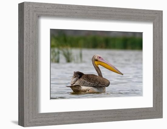 A great white pelican, Pelecanus onocrotalus, on Lake Gipe. Voi, Lake Gipe, Tsavo, Kenya-Sergio Pitamitz-Framed Photographic Print