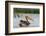 A great white pelican, Pelecanus onocrotalus, on Lake Gipe. Voi, Lake Gipe, Tsavo, Kenya-Sergio Pitamitz-Framed Photographic Print