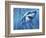 A Great White Shark with Sunrays Just Below the Surface-null-Framed Art Print