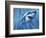 A Great White Shark with Sunrays Just Below the Surface-null-Framed Art Print