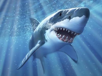 SHARK ポスター Shark Wall Art: Prints, Paintings & Posters | Art.com