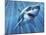 A Great White Shark with Sunrays Just Below the Surface-null-Mounted Art Print