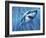 A Great White Shark with Sunrays Just Below the Surface-null-Framed Art Print