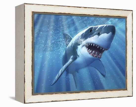 A Great White Shark with Sunrays Just Below the Surface-null-Framed Stretched Canvas