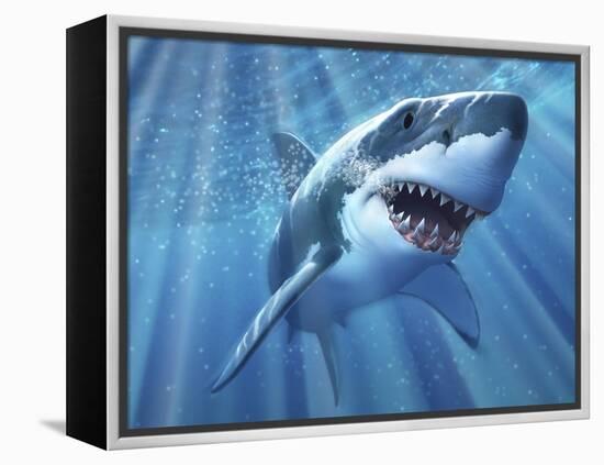 A Great White Shark with Sunrays Just Below the Surface-null-Framed Stretched Canvas