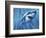 A Great White Shark with Sunrays Just Below the Surface-null-Framed Premium Giclee Print