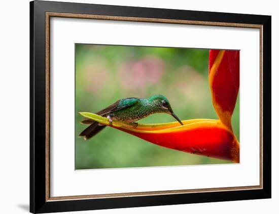 A Green-Crowned Brilliant Hummingbird Feeding-Todd Sowers Photography-Framed Photographic Print