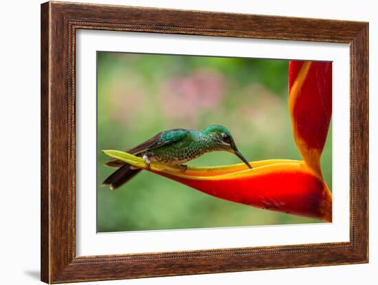 A Green-Crowned Brilliant Hummingbird Feeding-Todd Sowers Photography-Framed Photographic Print