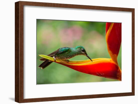 A Green-Crowned Brilliant Hummingbird Feeding-Todd Sowers Photography-Framed Photographic Print