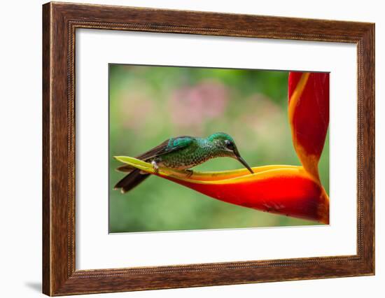 A Green-Crowned Brilliant Hummingbird Feeding-Todd Sowers Photography-Framed Photographic Print