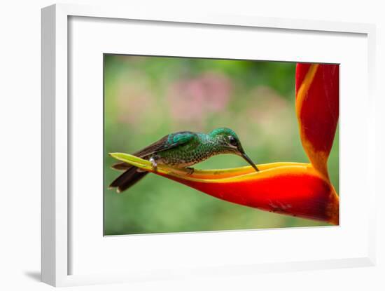 A Green-Crowned Brilliant Hummingbird Feeding-Todd Sowers Photography-Framed Photographic Print