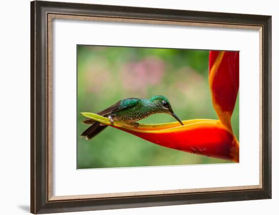 A Green-Crowned Brilliant Hummingbird Feeding-Todd Sowers Photography-Framed Photographic Print