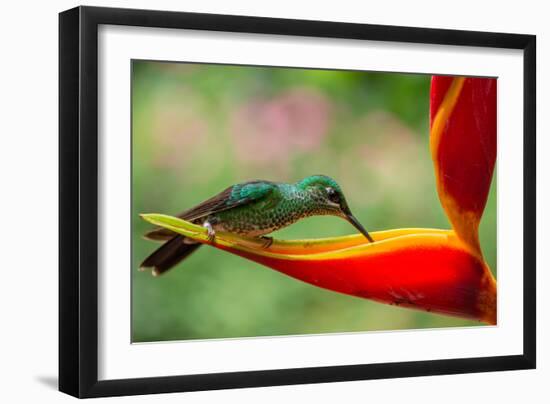 A Green-Crowned Brilliant Hummingbird Feeding-Todd Sowers Photography-Framed Photographic Print