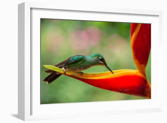 A Green-Crowned Brilliant Hummingbird Feeding-Todd Sowers Photography-Framed Photographic Print