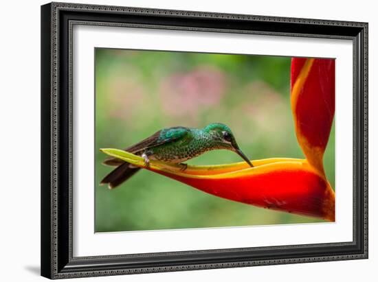 A Green-Crowned Brilliant Hummingbird Feeding-Todd Sowers Photography-Framed Photographic Print