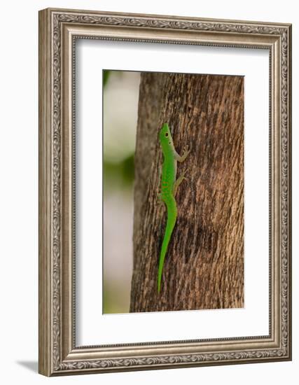 A green gecko, Phelsuma sundbergi longinsulae climbing a tree. Seychelles.-Sergio Pitamitz-Framed Photographic Print