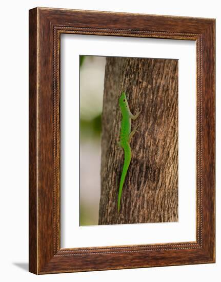 A green gecko, Phelsuma sundbergi longinsulae climbing a tree. Seychelles.-Sergio Pitamitz-Framed Photographic Print