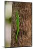A green gecko, Phelsuma sundbergi longinsulae climbing a tree. Seychelles.-Sergio Pitamitz-Mounted Photographic Print