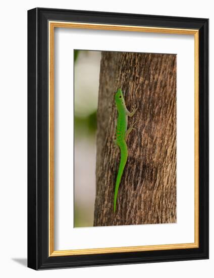 A green gecko, Phelsuma sundbergi longinsulae climbing a tree. Seychelles.-Sergio Pitamitz-Framed Photographic Print