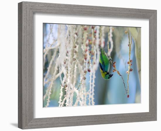 A Green-Headed Tanager Feeding on Berries of a Tree in the Atlantic Rainforest-Alex Saberi-Framed Photographic Print