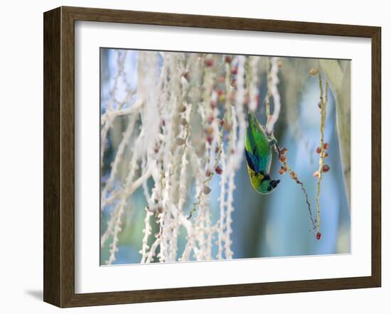 A Green-Headed Tanager Feeding on Berries of a Tree in the Atlantic Rainforest-Alex Saberi-Framed Photographic Print