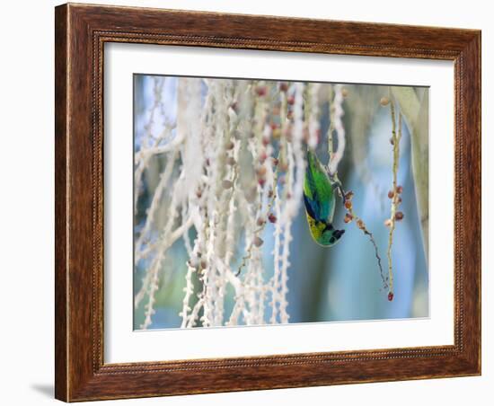 A Green-Headed Tanager Feeding on Berries of a Tree in the Atlantic Rainforest-Alex Saberi-Framed Photographic Print