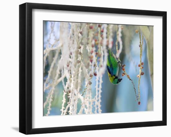 A Green-Headed Tanager Feeding on Berries of a Tree in the Atlantic Rainforest-Alex Saberi-Framed Photographic Print