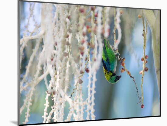 A Green-Headed Tanager Feeding on Berries of a Tree in the Atlantic Rainforest-Alex Saberi-Mounted Photographic Print