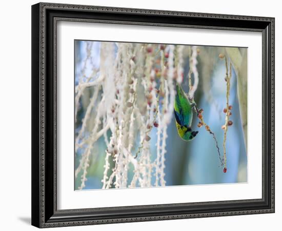 A Green-Headed Tanager Feeding on Berries of a Tree in the Atlantic Rainforest-Alex Saberi-Framed Photographic Print