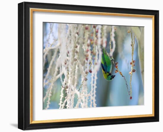 A Green-Headed Tanager Feeding on Berries of a Tree in the Atlantic Rainforest-Alex Saberi-Framed Photographic Print