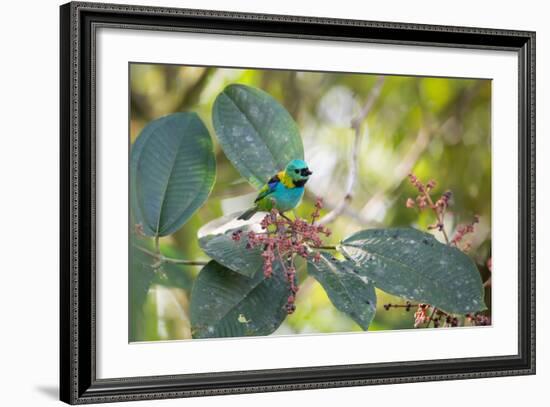 A Green-Headed Tanager Feeding on Berries of a Tree in the Atlantic Rainforest-Alex Saberi-Framed Photographic Print