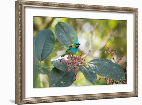 A Green-Headed Tanager Feeding on Berries of a Tree in the Atlantic Rainforest-Alex Saberi-Framed Photographic Print