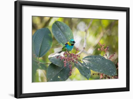 A Green-Headed Tanager Feeding on Berries of a Tree in the Atlantic Rainforest-Alex Saberi-Framed Photographic Print