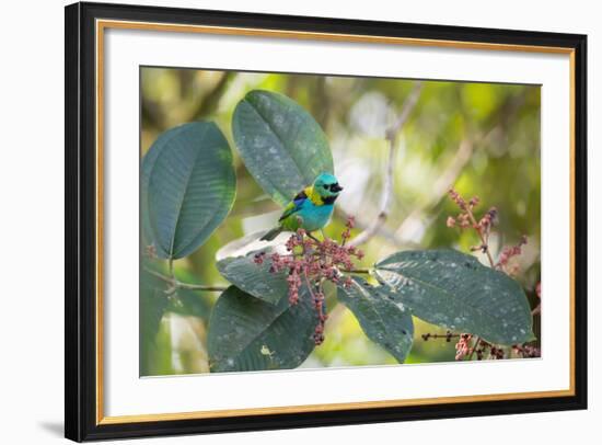 A Green-Headed Tanager Feeding on Berries of a Tree in the Atlantic Rainforest-Alex Saberi-Framed Photographic Print