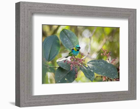 A Green-Headed Tanager Feeding on Berries of a Tree in the Atlantic Rainforest-Alex Saberi-Framed Photographic Print