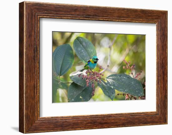 A Green-Headed Tanager Feeding on Berries of a Tree in the Atlantic Rainforest-Alex Saberi-Framed Photographic Print