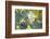 A Green-Headed Tanager Feeding on Berries of a Tree in the Atlantic Rainforest-Alex Saberi-Framed Photographic Print