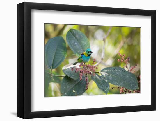 A Green-Headed Tanager Feeding on Berries of a Tree in the Atlantic Rainforest-Alex Saberi-Framed Photographic Print