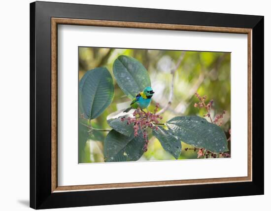 A Green-Headed Tanager Feeding on Berries of a Tree in the Atlantic Rainforest-Alex Saberi-Framed Photographic Print