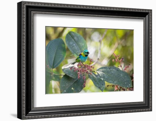 A Green-Headed Tanager Feeding on Berries of a Tree in the Atlantic Rainforest-Alex Saberi-Framed Photographic Print