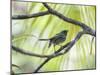 A Green-Headed Tanager in a Tropical Environment in Ubatuba, Brazil-Alex Saberi-Mounted Photographic Print