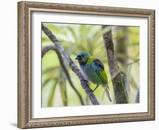 A Green-Headed Tanager in a Tropical Environment in Ubatuba, Brazil-Alex Saberi-Framed Photographic Print