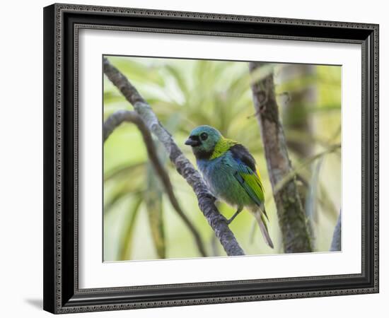 A Green-Headed Tanager in a Tropical Environment in Ubatuba, Brazil-Alex Saberi-Framed Photographic Print